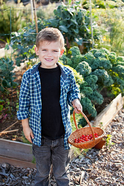 istock Little boy holding basket of tomatoes 171266393