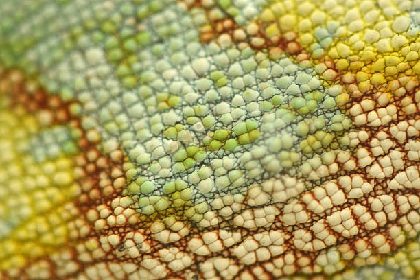 istock Skin of Chameleon lizards 171266626
