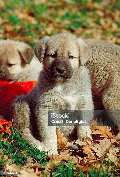 Animali Cane Karabash Anatolica - Fotografie stock e altre immagini di Anatolia - Anatolia, Animale, Asia