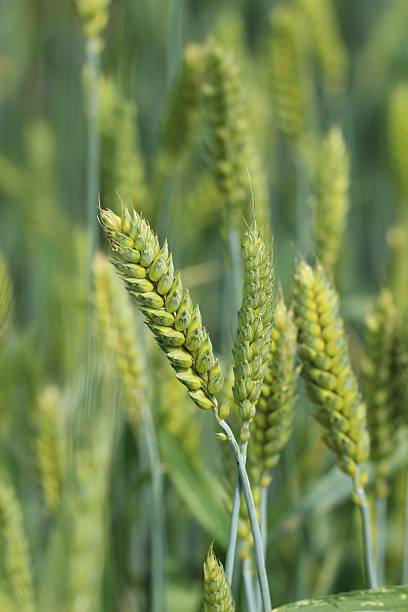 invierno de trigo - winter wheat fotografías e imágenes de stock
