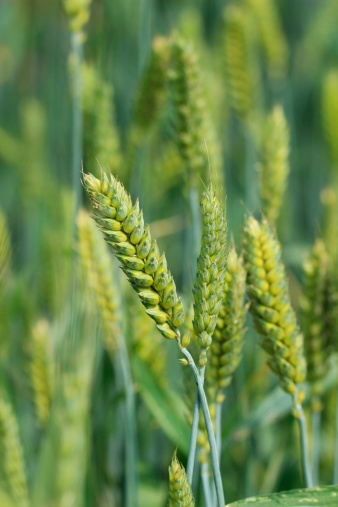 Winter wheat - Triticum aestivum