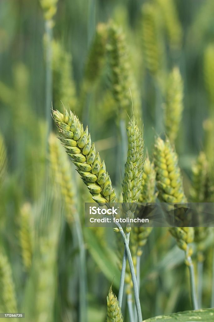 Winter wheat Winter wheat - Triticum aestivum Wheat Stock Photo