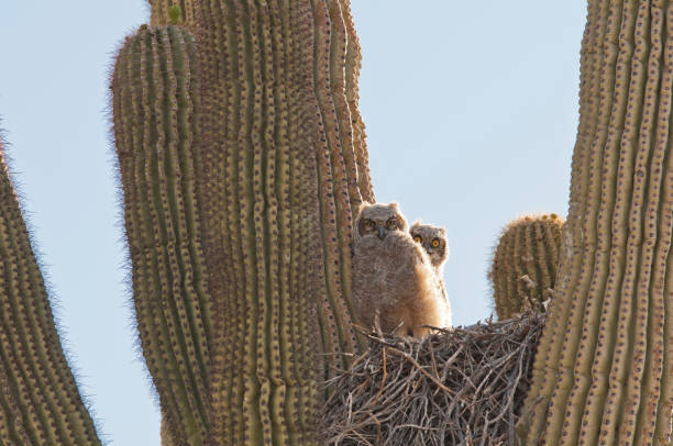 istock Two young owls in their nest 171266790