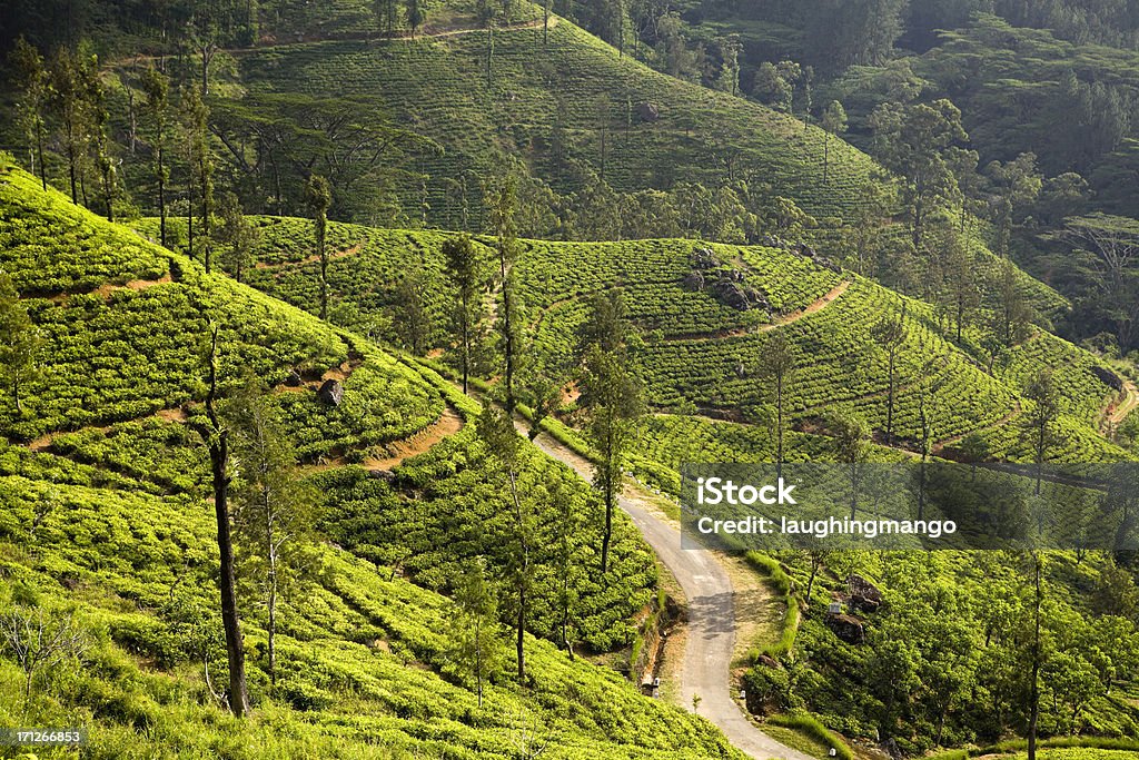 organic Roślina herbaty plantacji, sri lanka - Zbiór zdjęć royalty-free (Azja)