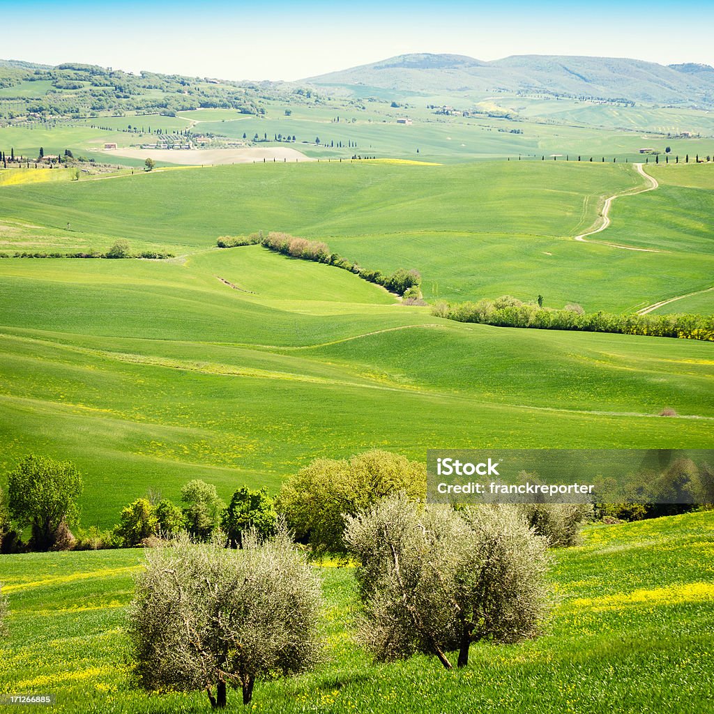 Tuscany Weizen Landschaft mit canola-Blume - Lizenzfrei Anhöhe Stock-Foto