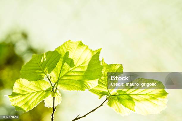 잎 0명에 대한 스톡 사진 및 기타 이미지 - 0명, 가을, 계절