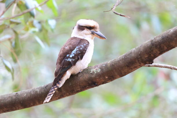 istock Laughing Kookaburra (Dacelo novaeguineae) in Australia 1712671158