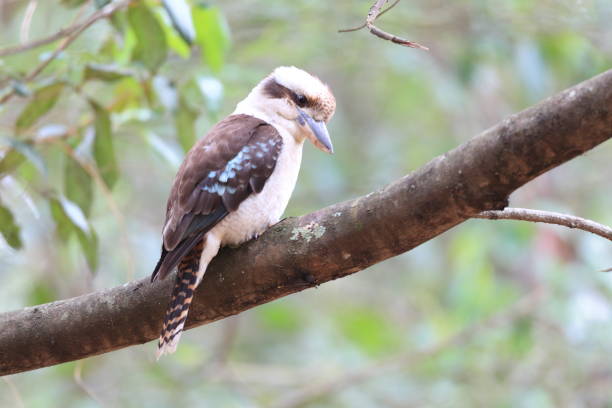 istock Laughing Kookaburra (Dacelo novaeguineae) in Australia 1712671339