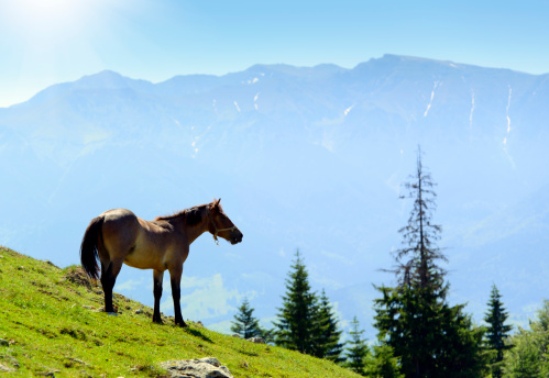 beautiful brown horse on field in summer day,mountains in background.