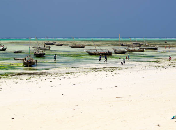 imbarcazioni a nungwi - africa agriculture zanzibar industry foto e immagini stock