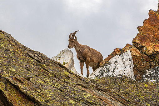 A mountain goat in the Rocky Mountains, Breckenridge, CO, USA.