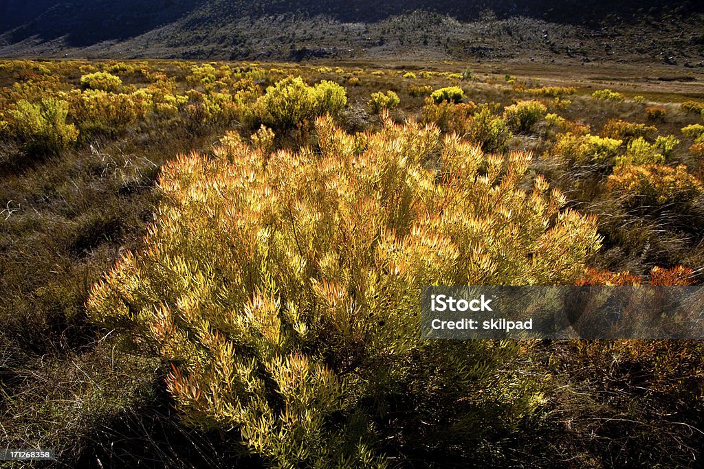 leucodendron の風景 - セダーバーグ山脈のロイヤリティフリーストックフォト