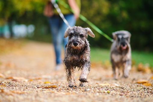 Two miniature schnauzer dog walking with owner in the park