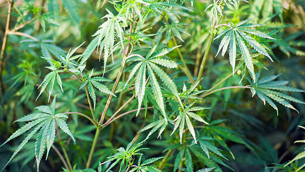 Marijuana stock photo