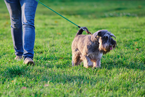 Miniature schnauzer dog walking in the park with owner on green grass