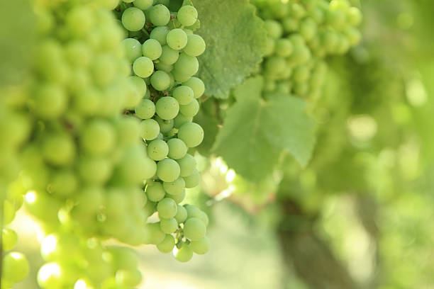 istock Italian Spumante White grapes 171268609