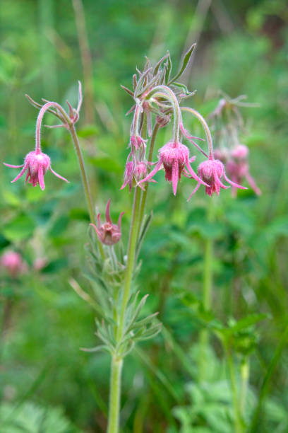 istock Prairie Smoke Wildflower 171269055