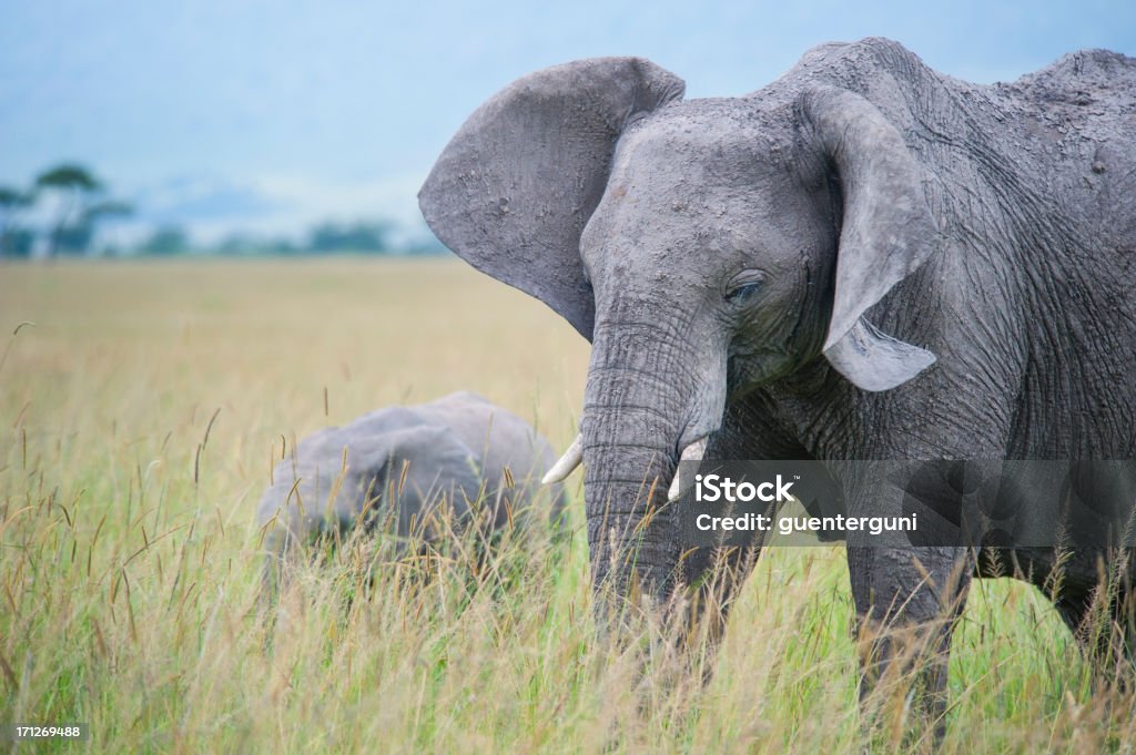 Elefante com bebê no Masai Mara - Foto de stock de Alimentar royalty-free