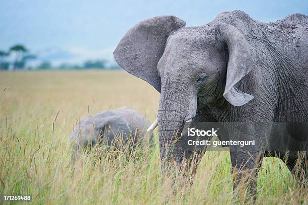 Foto de Elefante Com Bebê No Masai Mara e mais fotos de stock de Alimentar - Alimentar, Alto - Altura Humana, Alto - Descrição Geral