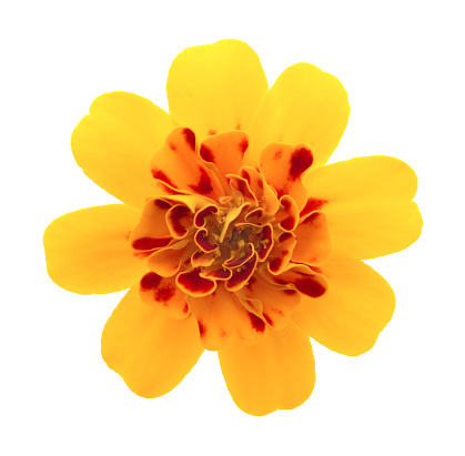 Yellow marigold flower close-up on a background of greenery.