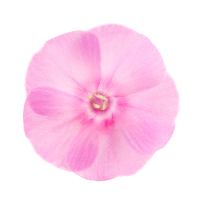 Pink flowers on a white background.