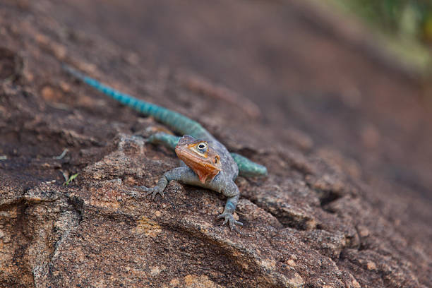 istock East African Rainbow Lizzard 171269928