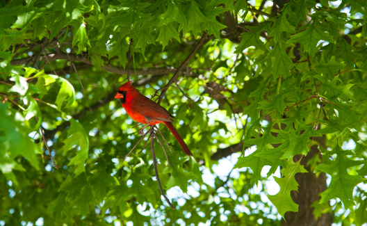 A vibrant red male cardinal sitting amongst the leafs of a deciduous tree in the spring.
