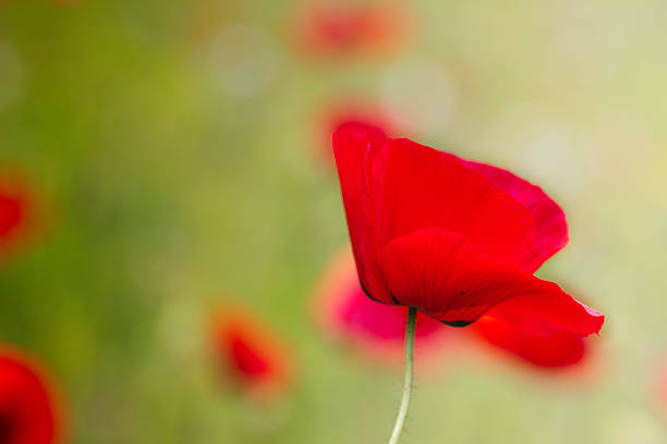 Red  poppy flowers