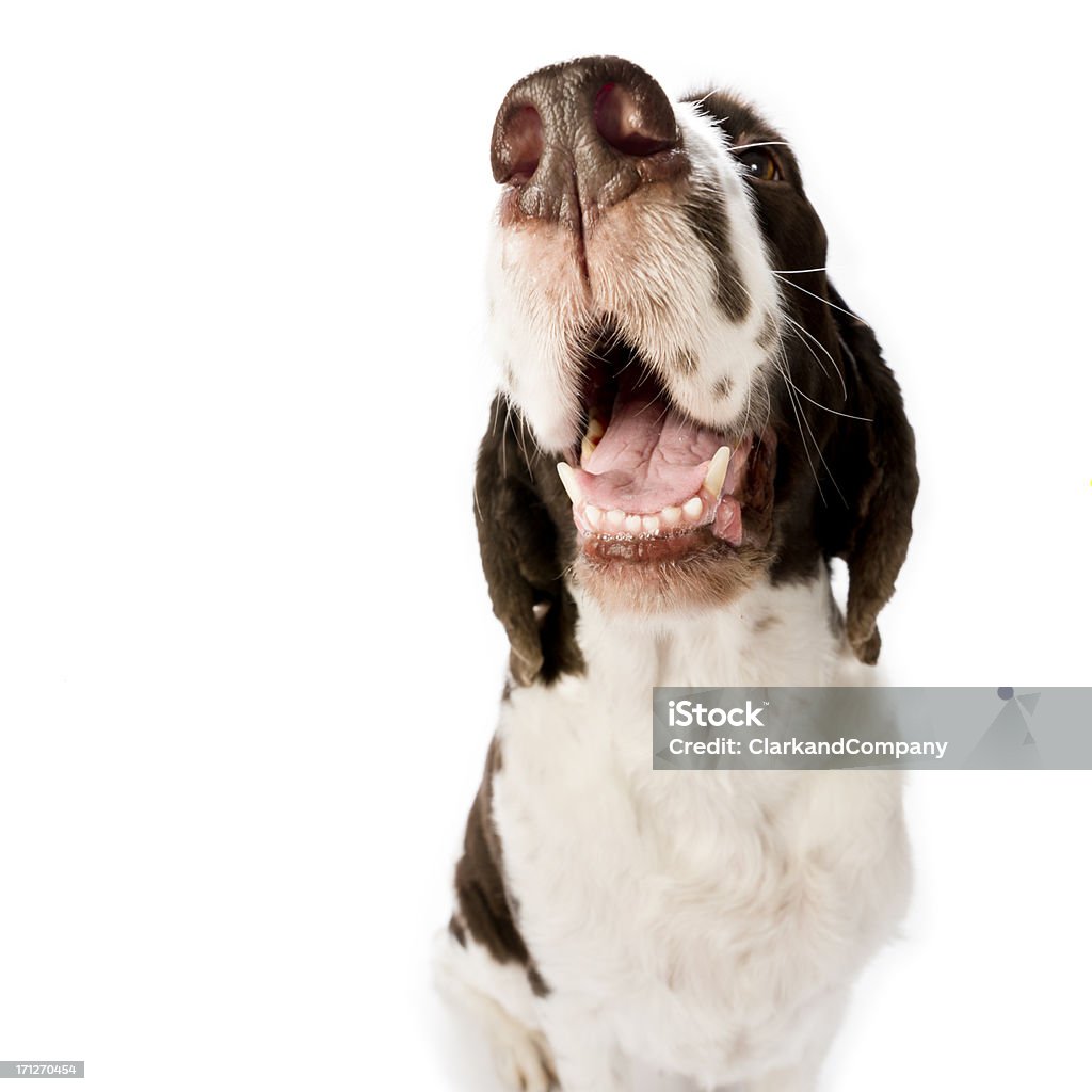 Spaniel cane su sfondo bianco - Foto stock royalty-free di Cane
