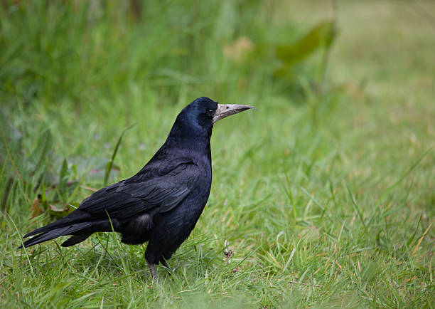 istock Rook with deformed beak standing in grass 171270982