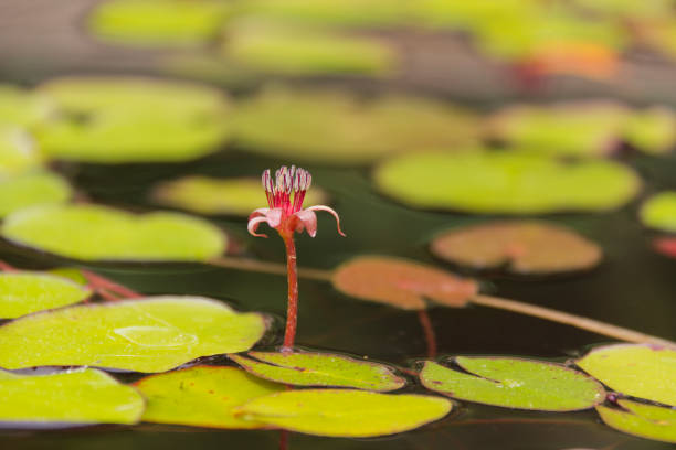 Water-Shield Blossom stock photo