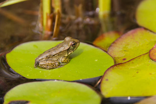 Frog Chilling On Water-shield Leaf stock photo