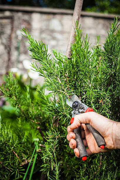 istock Plant Pruning Vegetable Garden 171271030