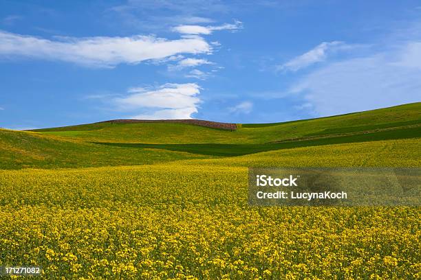 Blühende Raps Auf Feld Mit Blauem Himmel Und Wolken Stockfoto und mehr Bilder von Blau