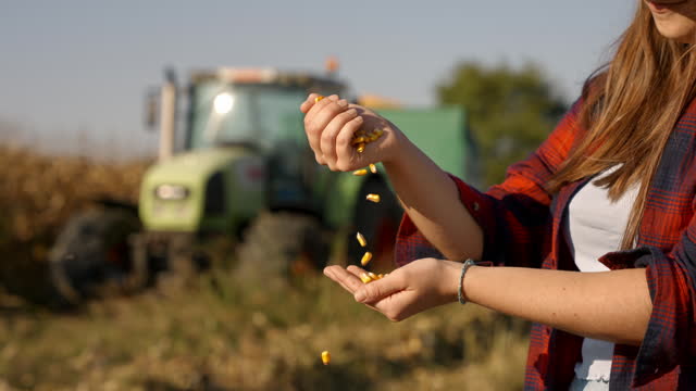 SLO MO Female Farmer Checking Corn Seeds before Harvesting in Field on Summer Day