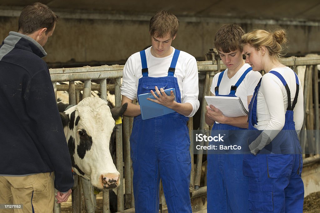 Learning for a job Farmer and apprentice Veterinarian Stock Photo