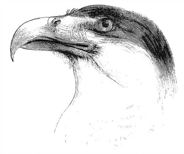 Caracara Caracaras are birds of prey in the family Falconidae. Illustration was published in 1870 crested caracara stock illustrations