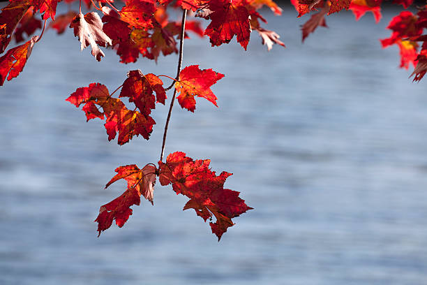 Fall Red Leaves stock photo
