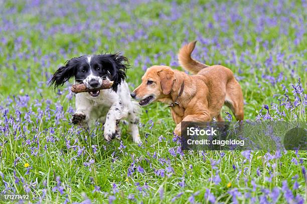 Веселье В Bluebells — стоковые фотографии и другие картинки Англия - Англия, Бегать, Великобритания