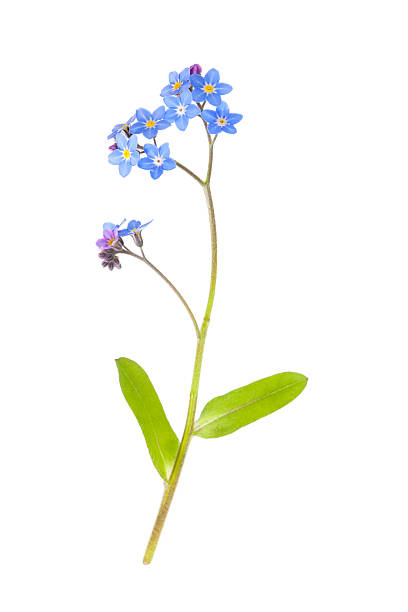 istock Blue Forget-me-not Flowers (Myosotis) 171271496