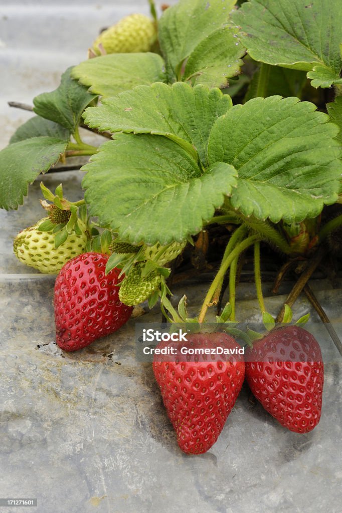 Zbliżenie dojrzewania Organic Strawberies na winorośli - Zbiór zdjęć royalty-free (Bez ludzi)