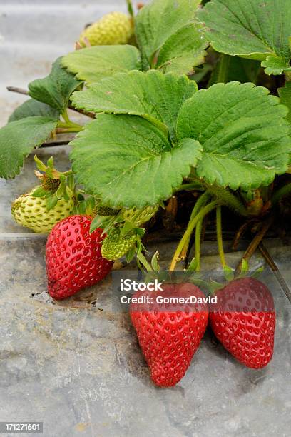 Zbliżenie Dojrzewania Organic Strawberies Na Winorośli - zdjęcia stockowe i więcej obrazów Bez ludzi