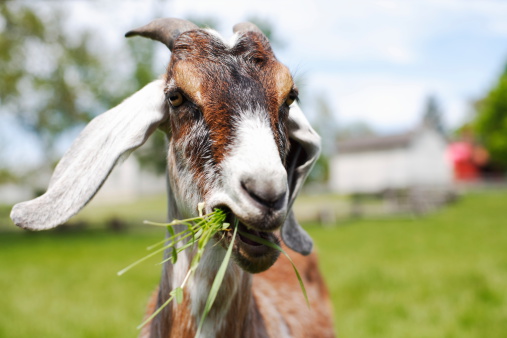 Goat Chewing grass in field.Focus is on his eyes.Farm and rail fence out of focus in the background.