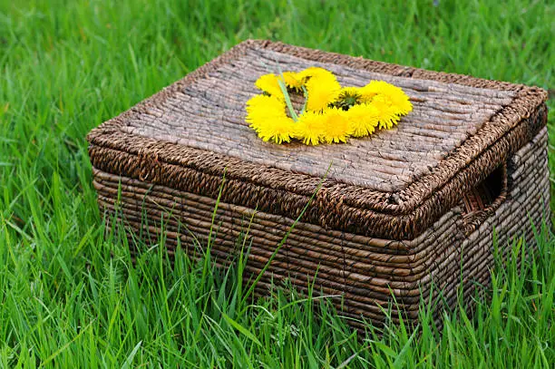 woodenbasket with yellow common dandelion (Taraxacum officinale) in heart shape on top. two blade of grass laying on heart as arrow symbol. Green fresh grass in background. wildflower in bloom.