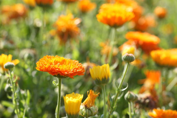 istock meadow with pot marigold - calendula officinalis 171271800