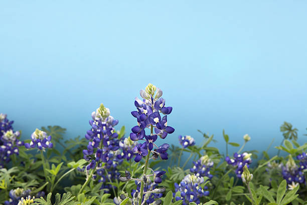 tremoço-azul - lupine single flower flower blue imagens e fotografias de stock