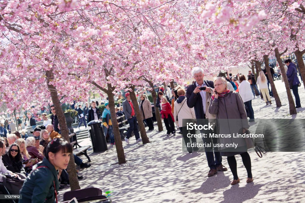 Spring in Kungsträdgården "Stockholm, Sweden - April 28, 2012: In spring when the sun shines and the cherry trees bloom, a lot of people gather in KungstrAdgAYrden in Stockholm." Adult Stock Photo