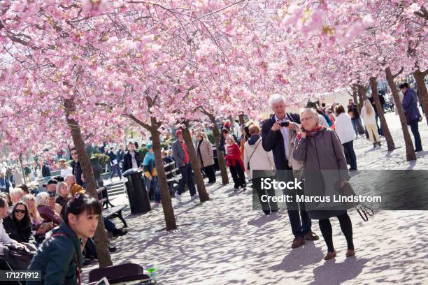 Spring In Kungsträdgården Stock Photo - Download Image Now - Adult, Adults Only, Beauty In Nature