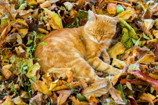 istock A red cat sleeps on yellow autumn leaves. 1712719875