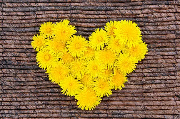 heart shape of common dandelion (Taraxacum officinale) on wooden basket background. wildflower in bloom.